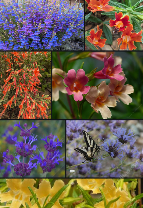 Las Pilitas Nursery introductions - grid24_12 Las Pilitas Nursery introductions - grid24_12