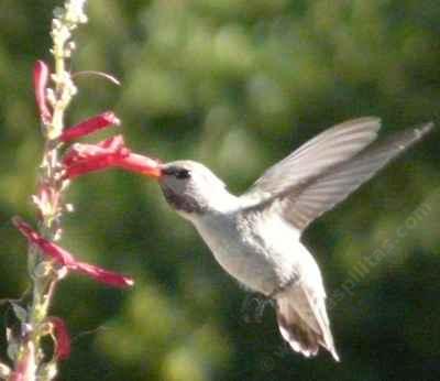 Costa hummingbird working a Penstemon centranthifolius  flower - grid24_12