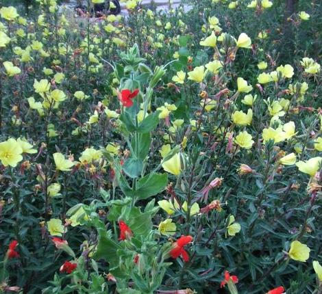 Mimulus Cardinalis, Scarlet Monkey Flower and Hooker's Evening Primrose in a wet sunny spot. - grid24_12