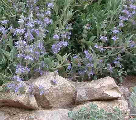 A Salvia Gracias on a rock wall - grid24_12