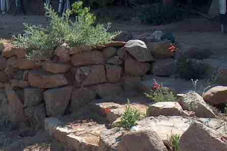 California fuchsia in rock steps - grid24_12