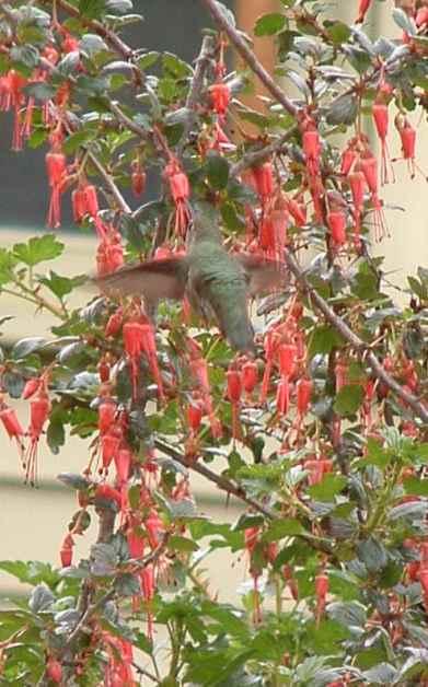 Ribes speciosum, Fuchsia flowered Gooseberry, in flower with Anna Hummingbird. This native plant is 6 ft. of thorns and flowers. The birds love it. - grid24_12