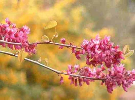 California redbud with Golden currant behind it. Both are native plants. - grid24_12