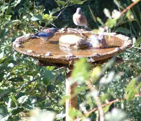 Western Bluebirds at the birdbath in our native garden. The Chokeberry behind them is one of their favorites. - grid24_12