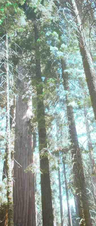 looking up into the Redwood trees - grid24_12