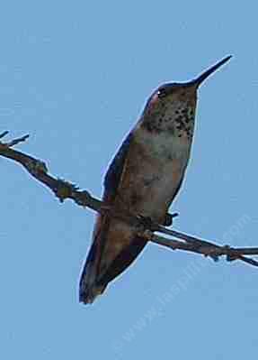A Rufous Hummingbird watching. - grid24_12