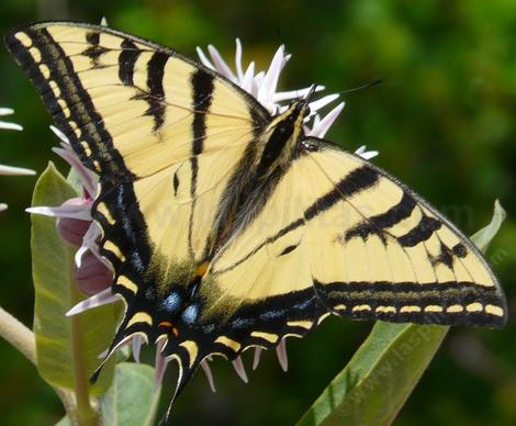 The Pale Swallowtail, Papilio eurymedon or Western Tiger Swallowtail, Papillo rutulus, only his mother knows - grid24_12