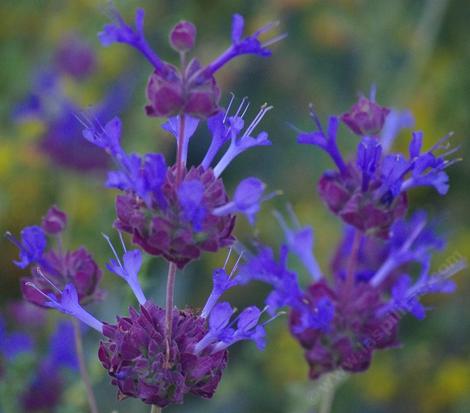 Salvia Celestial Blue is REALLY blue. Native plants are wonderfully fragrant and colorful. Celestial Blue has grown into a six ft. bush with no irrigation in both Los Angeles and San Diego. You'll have to water it a few times to start it, but then it's a natural! - grid24_12