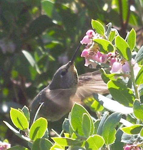  Arctostaphylos refugioensis, Refugio Manzanita with Anna Hummingbird in a natural setting created in your yard. - grid24_12