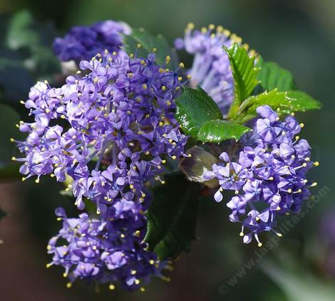 Close up of Ceanothus Mill's Glory flowers. Un-watered California native plants can better than watered non-native plants. - grid24_12
