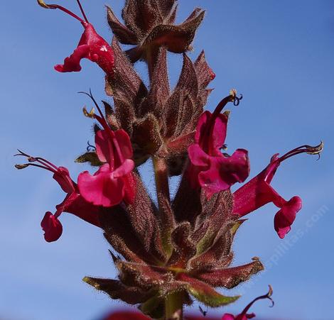 Salvia spathacea, Hummingbird Sage, don't the flowers  look edible? - grid24_12