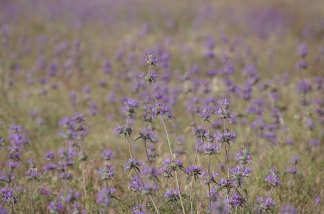 A field of Thistle Sage - grid24_12