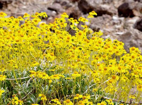 Encelia farinosa  Brittlebush, Goldenhills, Incienso in full flower. It will do this in most of Southern California with no irrigation. - grid24_12