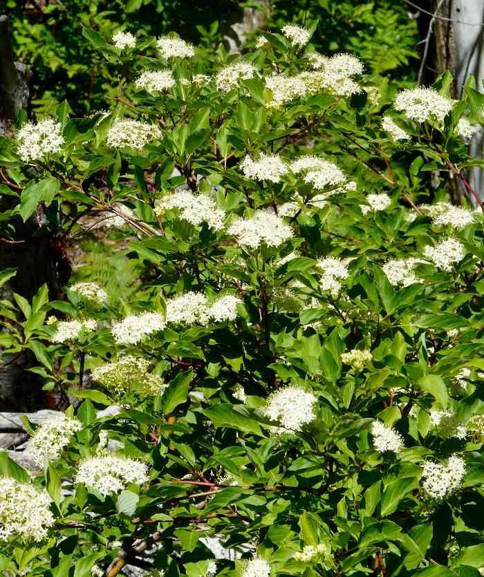 Red Stemmed Dogwood