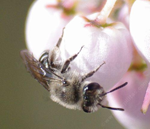 Andrena Bees