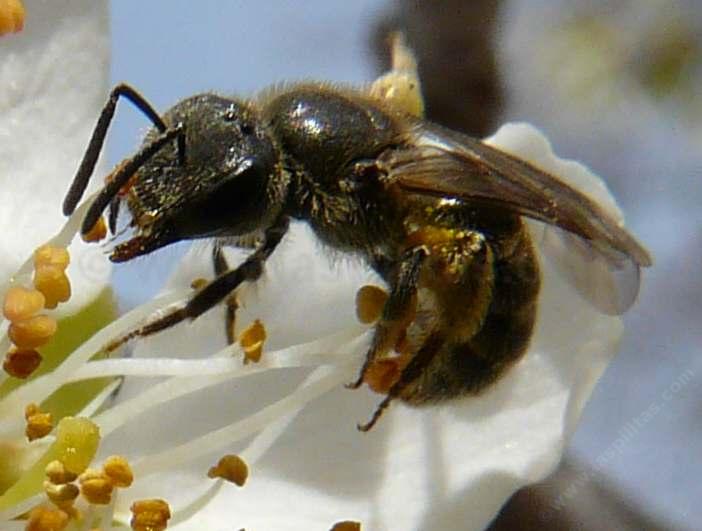 Andrena Bees