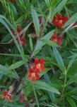 Red monkey flower in shade in San Francisco.  Overwatered  and in to much shade, but it's still alive! - grid24_24