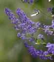 Ceanothus cyaneus, San Diego Ceanothus has clear lavender flowers - grid24_24