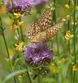 Monardella antonia with Fritilary Butterfly - grid24_24