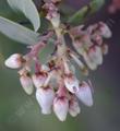 The flowers of the Big Berry Manzanita from the Santa Monica Mountains in west Los Angeles.  Notice the resin dots on the pedicels. - grid24_24