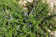 Ceanothus prostratus is a moundy ground cover  with blue flowers. - grid24_24