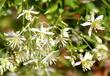 The Clematis flowers are delicate and spread all over the vine as they crawl along your fence or trellis. - grid24_24