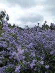 Ceanothus oliganthus blue lilac bush - grid24_24