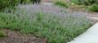 Salvia Gracias in a garden in North San luis obispo county. - grid24_24