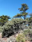 Arctostaphylos obispoensis mazanita  and Sargent Cypress tree on serpentine. - grid24_24
