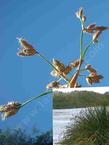 Scirpus californicus California Bulrush - grid24_24