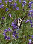 Our Penstemon 'Margarita BOP' with a swallowtail butterfly - grid24_24