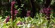 Salvia spathacea, Las Pilitas Hummingbird Sage as groundcover. - grid24_24