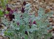 Artemisia pycnocephala and Salvia spathacea - grid24_24