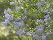 Ceanothus oliganthus makes many of the hillsides blue in spring from Banning to Poway. Drought tolerant to about 6 inches of rainfall, this photo was taken after two 8 inch rainfall years, with our summer heat. - grid24_24