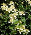 Chaparral Clematis in the California chaparral - grid24_24