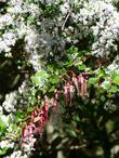 Ceanothus sorediatus grows in the wild with Ribes speciosum - grid24_24