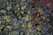 Physalis crassifolia, Ground Cherry in flower in the Mojave Desert. - grid24_24