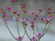 Rosy or Red Buckwheat, Eriogonum grande rubescens flowers. - grid24_24