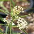 Asclepias fascicularis, Narrow-leaf milkweed with Acmon Blue Butterfly - grid24_24