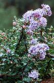 This close up of the Ceanothus maritimus flowers is only maybe 10 cm (5 inches) high. - grid24_24
