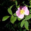 Rosa woodsii glabrata (mohavensis) Mojave Rose - grid24_24