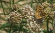 Asclepias fascicularis, Narrow-leaf milkweed with a Fritillary butterfy - grid24_24