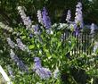 Ceanothus cyaneus, San Diego Mountain Lilac has large wispy flowers that are dramatic. - grid24_24