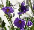 Solanum xanti, Purple Nightshade with it's hanging flowers - grid24_24