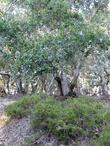 Arctostaphylos Monterey Carpet grows as a nearly flat groundcover. - grid24_24