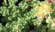 Sedum oreganum, Green Stonecrop with yellow flowers - grid24_24