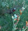 Dudleya pulverulenta, Chalk Liveforever  with an Anna Hummingbird - grid24_24