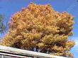 Populus trichocarpa,  Black Cottonwood fall color - grid24_24