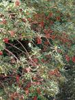 Here is Arbutus menziesii, Madrone, in full fruiting mode, one of the loveliest trees in California.  - grid24_24