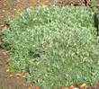 Artemisia californicaX Montara  - grid24_24